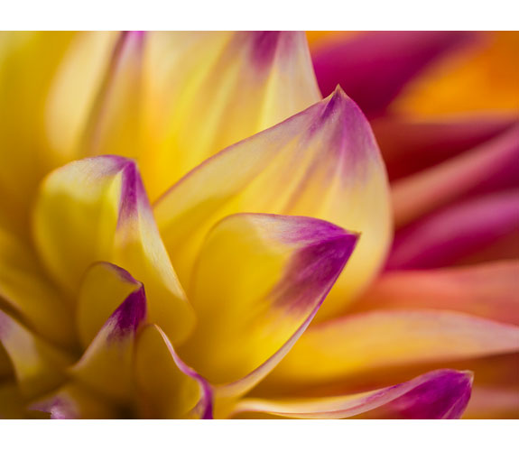 "Dahlia" by Keith Lazelle